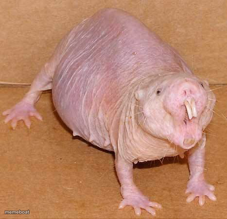 naked mole rat - meme generator image preview