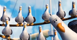 Nemo Birds
