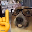 nerd dog