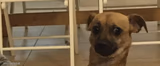 Nervous doggle