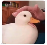 nice duck