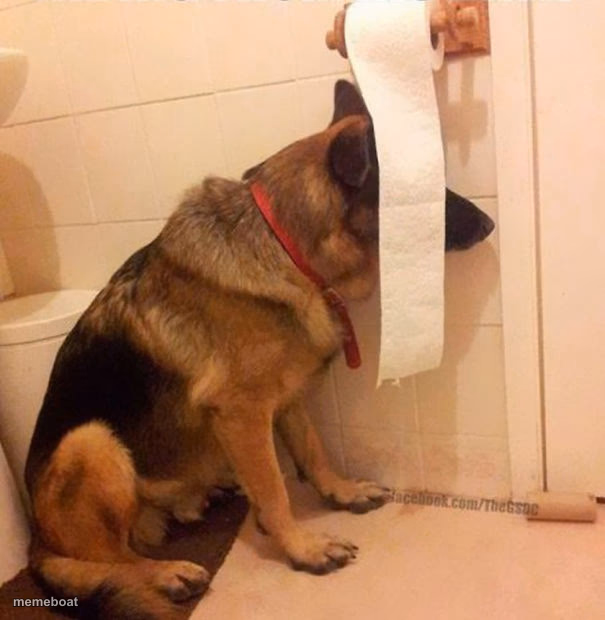 Ninja dog hides behind toilet paper - meme generator image preview