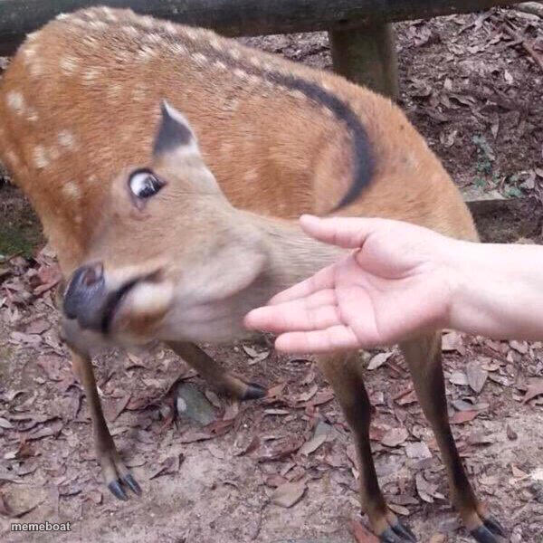 nope - meme generator image preview