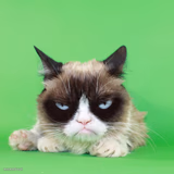 Nope Cat