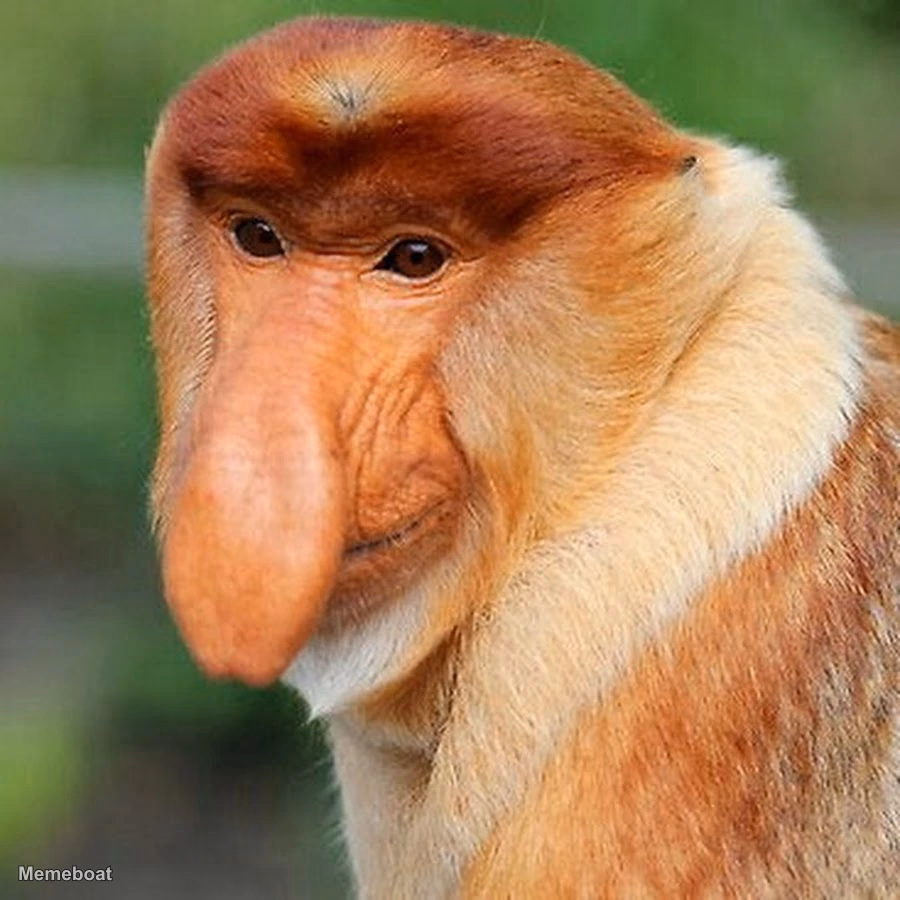 Nosacz Monkey - meme generator image preview