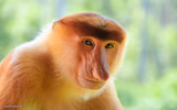 nosacz monkey