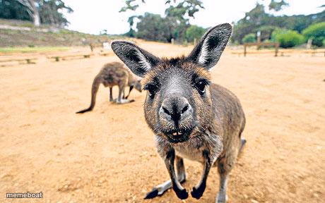 Nosy Kangaroo - meme generator image preview