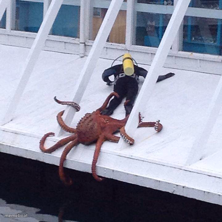 octopus - meme generator image preview