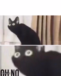 Oh no cat - meme generator image preview