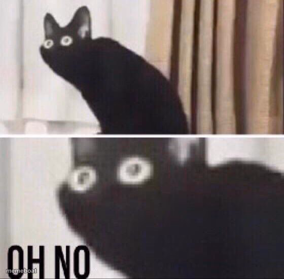 Oh no cat - meme generator image preview