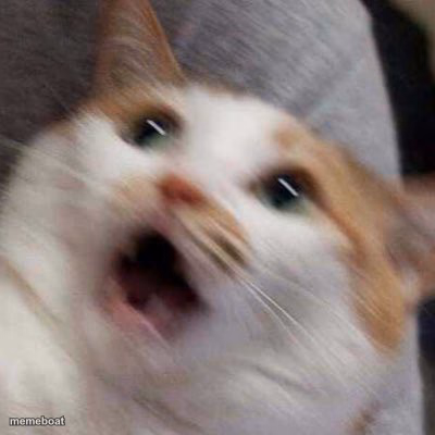 Oh no Cat - meme generator image preview