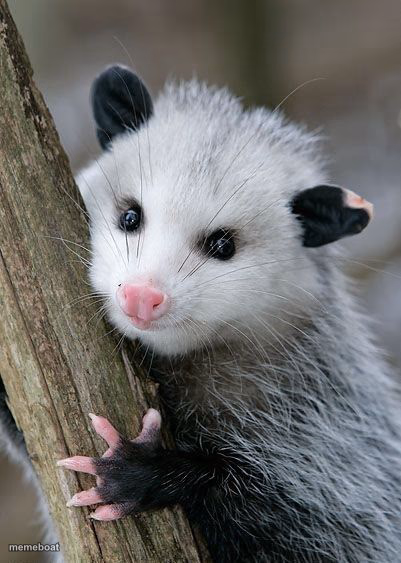 Opossum - meme generator image preview