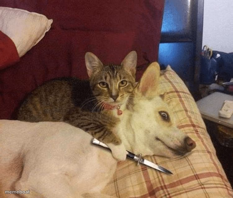Or the Dog gets it - meme generator image preview