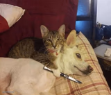 Or the Dog gets it