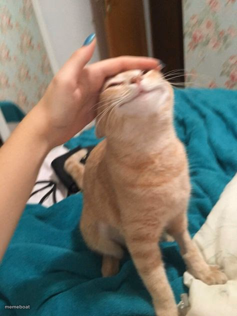 Orange Cat Being Pet - meme generator image preview
