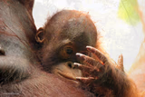 orangutan baby ponders hand