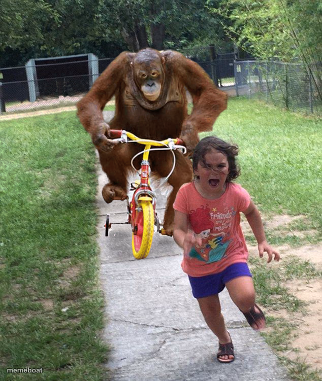 Orangutan chasing girl on a tricycle - meme generator image preview