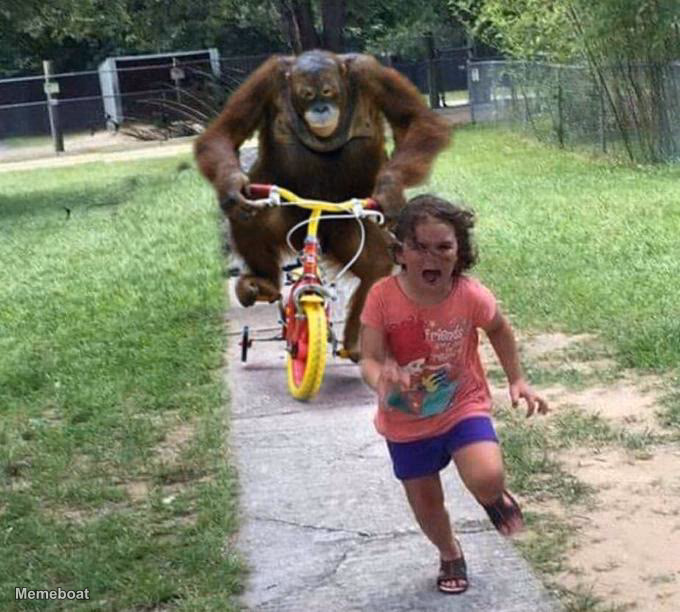 orangutan chasing kid on tricycle - meme generator image preview