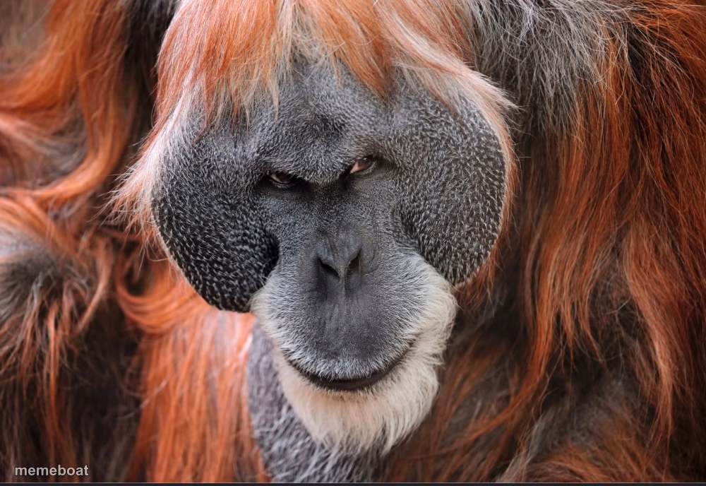 Orangutan-devious - meme generator image preview
