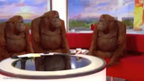 orangutan interview