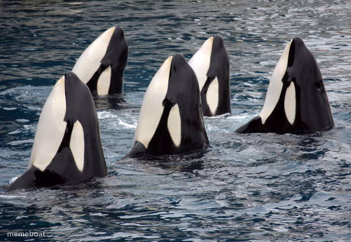 orca - meme generator image preview