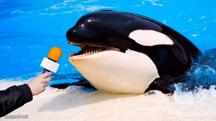 Orca talking into a microphone - meme generator image preview
