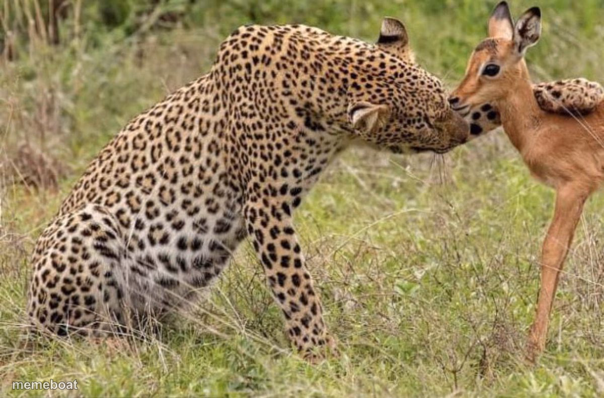 Original Cheetah Petting Deer Meme - meme generator image preview