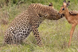 Original Cheetah Petting Deer Meme