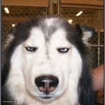 original pissed off husky