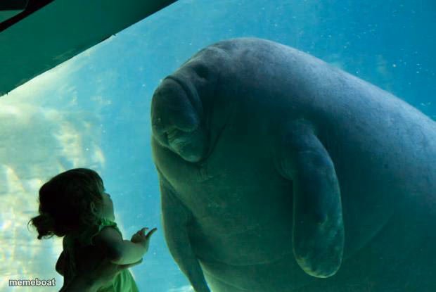 Overlord Manatee - meme generator image preview