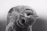 Owl with head tilted to the side