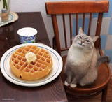 Pancake Cat