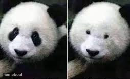 PANDA SIN RIMEL - meme generator image preview