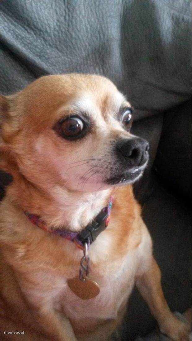 Panic Dog - meme generator image preview