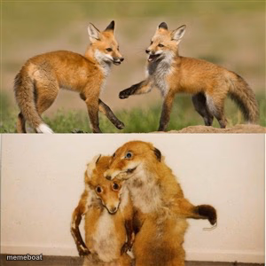 Party Fox - meme generator image preview