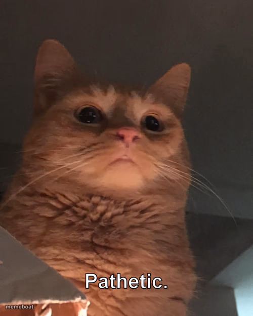 Pathetic cat - meme generator image preview