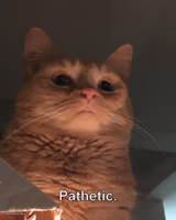 Pathetic cat