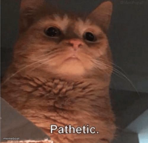 Pathetic Cat - meme generator image preview