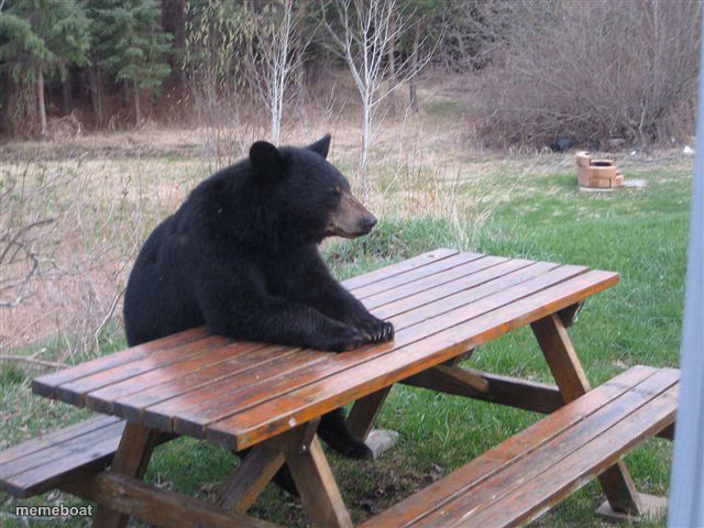Patient Bear - meme generator image preview