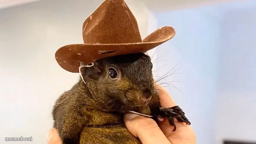 Peanut the Squirrel - meme generator image preview