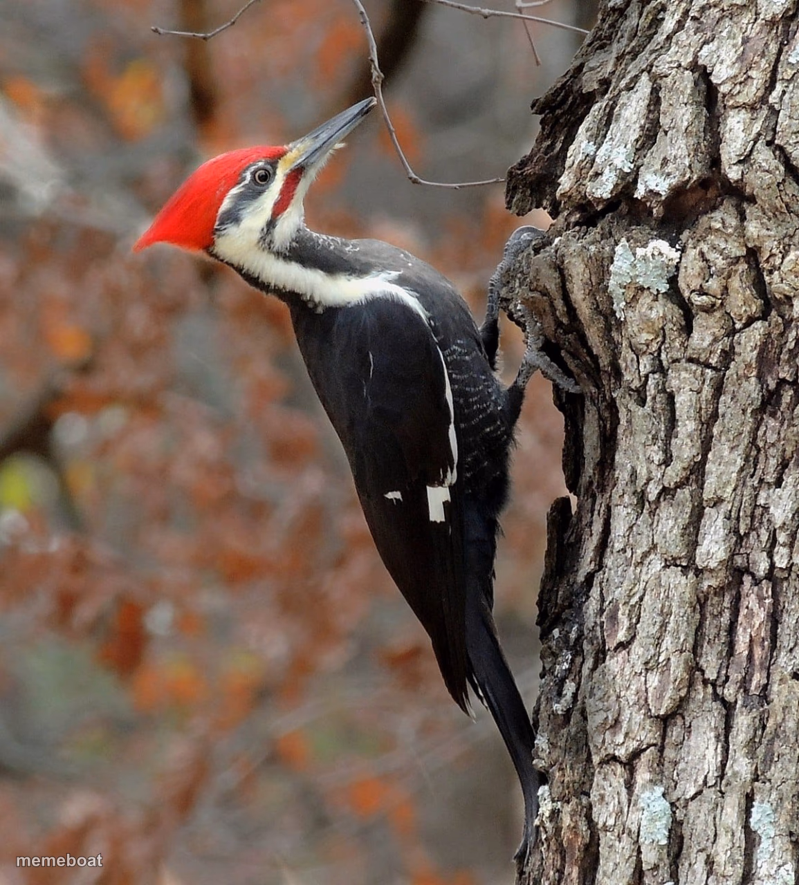 Pecker - meme generator image preview