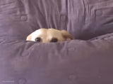 Peek a boo!