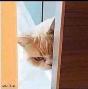 PEEKING ANGRY HALF CAT - meme generator image preview