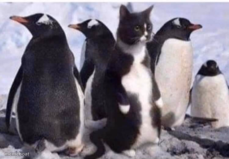Penguin cat - meme generator image preview