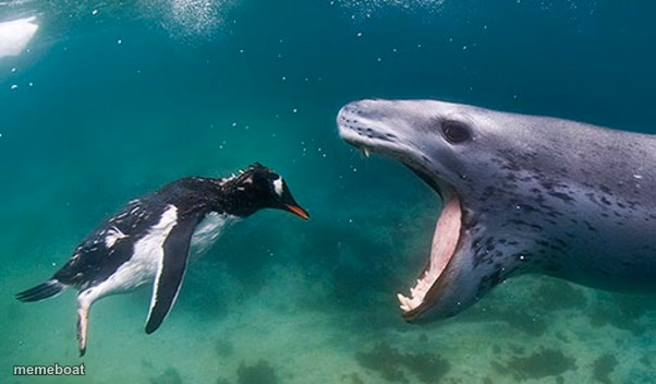 Penguin Seal close-up - meme generator image preview