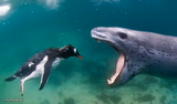 Penguin Seal close-up