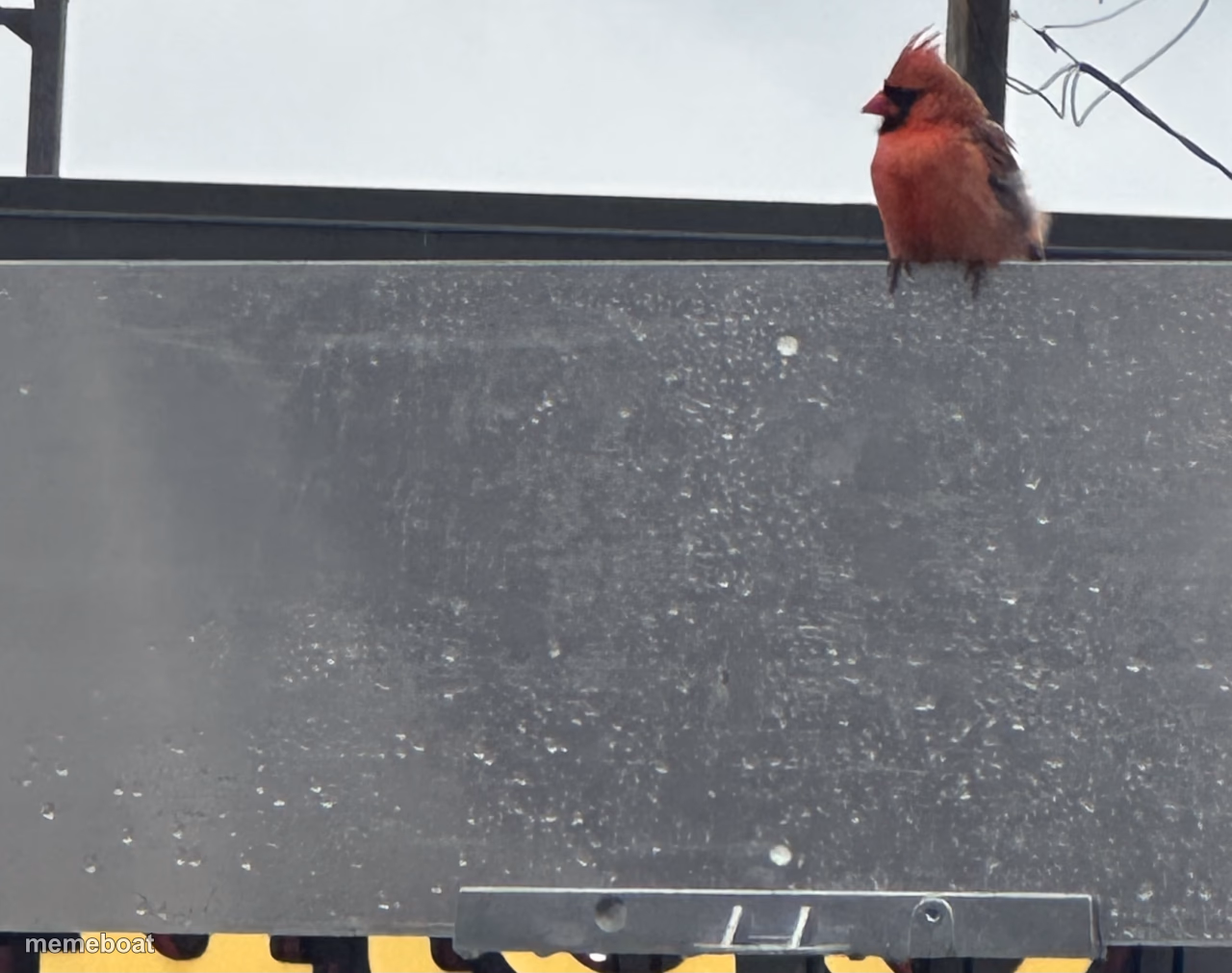Perched up - meme generator image preview