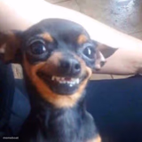 Perhacs