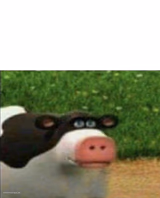 Perhaps cow