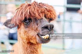 Perm Llama - meme generator image preview
